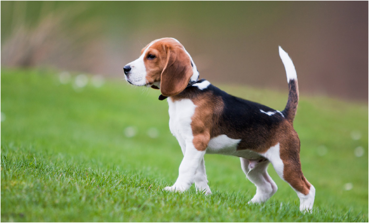 Why My Dog Is Basically My Therapist (And Probably Yours Too)