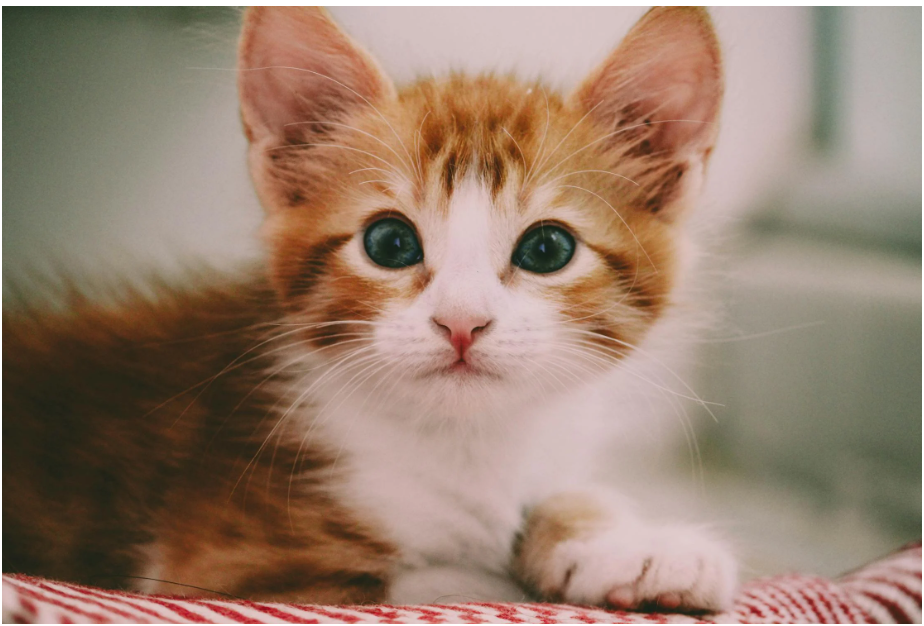 My Cat Thinks She Owns the House (and Honestly, She Might Be Right)